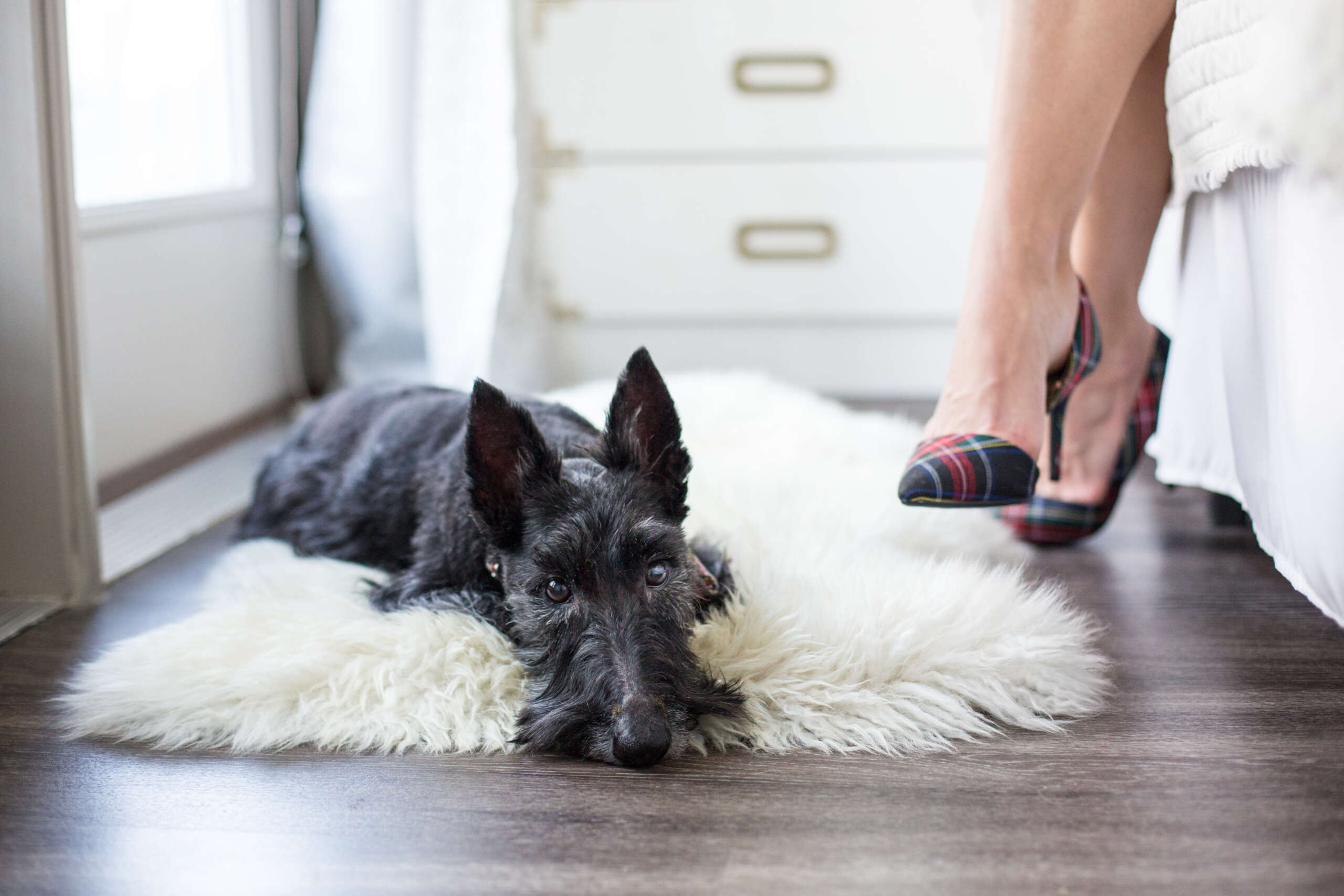 Pet-Friendly High-Rise Community With On-Site Vet preview